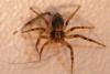 Philodromus sp.